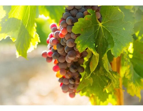 Vinho Argentino Tinto Malbec Luigi Bosca 750ml - Image 3